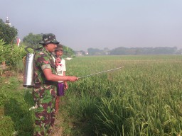 Babinsa Katerungan dampingi petani dalam penyemprotan dan pemupukan padi