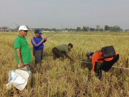 DANRAMIL 0816/03 BUDURAN DENGAN DINAS PERTANIAN MELAKSANAKAN UBINAN