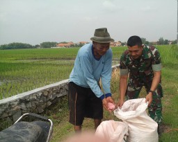 Ramadhan Tiba, Babinsa Tetap Turun ke Sawah