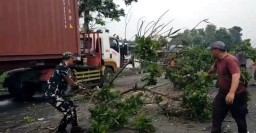 Anggota Babinsa Bantu Warga Bersihkan Pohon Tumbang di Jalan Raya