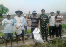 Babinsa 02/Candi bersama petani basmi hama pengganggu tanaman