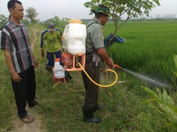 Gempur sarang wereng bersama petani dan PPL