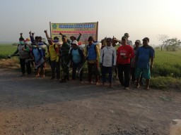 Anggota Babinsa Ramil 0816/13 Wonoayu dan Poktan laksanakan Penyemprotan Tanaman Padi Secara Massal.