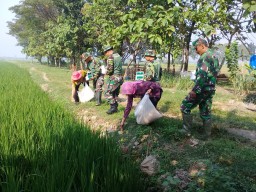 PENGENDALIAN HAMA TIKUS BERSAMA TNI DAN POKTAN SAMI RUKUN.