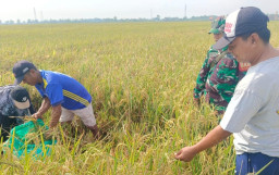 Dampingi Ubinan Padi, Babinsa Suwaluh Pastikan Data Produktivitas Akurat di Balongbendo