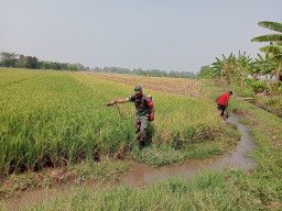 Bukan Sekadar Jaga Keamanan, Babinsa Wonoplintahan Dampingi Panen, Dorong Produktivitas Pangan.