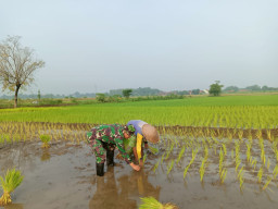 Demi Lumbung Pangan Desa: Babinsa Taman Pastikan Petani Kedungturi Tak Berjuang Sendirian.