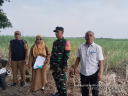 Sinergi Lapangan Perkuat Ketahanan Pangan 2025, Survei Bongkar Ratoon Digelar di Kecamatan Tulangan