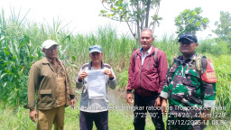 Dukung Produktivitas Pertanian Lokal, Babinsa Tropodo Krian Dampingi PPL dan PG Krembung Tinjau Lahan Tebu Warga