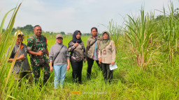 Babinsa Wonoayu Dampingi Survei dan Verifikasi CPCL, Perkuat Program Bongkar Ratoon dan Perluasan Lahan Tebu Tahun 2026