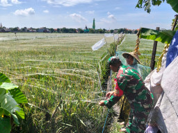 Menguatkan Ketahanan Pangan dari Sawah, Babinsa Taman Dampingi Petani Kedungturi Sambut Panen Ciherang