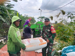 Kawal Panen Padi, Babinsa Taman Dampingi Petani Wujudkan Ketahanan Pangan
