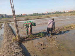 Babinsa Taman Dampingi Petani Bersihkan Gulma, Wujudkan Sawah Sehat Pasca Panen
