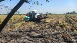 Babinsa Prambon Dampingi Panen Padi di Bendotretek, Hasil Melimpah Dorong Semangat Petani