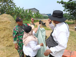 Babinsa Balongbendo Laksanakan Ubinan Padi di Jeruklegi, Perkuat Ketahanan Pangan Petani