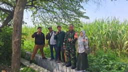 Pendampingan Babinsa Balongbendo, Survei Lapang Bongkar Ratoon Tebu di Watesari 