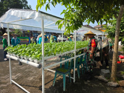 Babinsa Tambakkemerakan dan PKK Wujudkan Ketahanan Pangan Melalui Panen Hidroponik