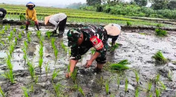 Babinsa Gemurung Dampingi Petani, Wujud Nyata Kepedulian untuk Ketahanan Pangan