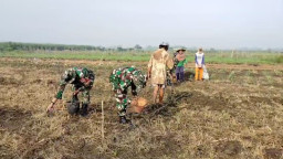Babinsa Jatikalang Dorong Semangat Petani Wujudkan Ketahanan Pangan melalui Budidaya Jagung