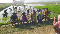 Penguatan Ketahanan Pangan, Babinsa Balongtani Dukung Gerakan Percepatan Tanam Padi Serentak