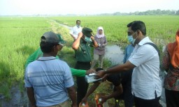 UPAYA BABINSA DAN PETANI DALAM PEMBERANTASAN HAMA PENGGEREK BATANG PADI