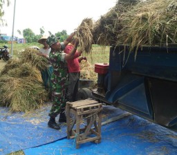 Babinsa 02/Candi tetap semangat bantu petani panen padi
