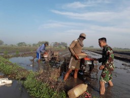 Babinsa 06/Tanggulangin bantu petani bajak sawah