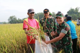 Dandim 0816/Sidoarjo turun langsung untuk panen ubinan