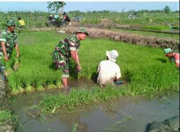 Koramil 07/Krembung turut mewujudkan Swasembada Pangan di Wilayah Krembung