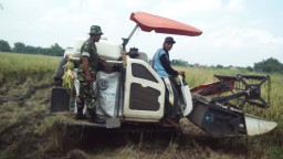 Babinsa 02/Candi bantu petani melaksanakan panen padi