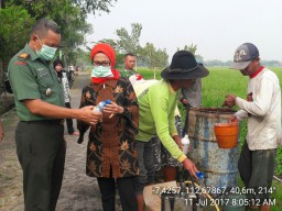 Semua kekuatan dikeluarkan untuk memberantas hama Wereng Coklat