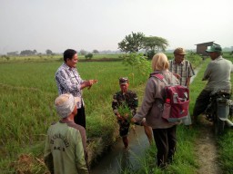 BABINSA MENGECEK HAMA PADA TANAMAN PADI YANG MERESAHKAN PARA PETANI