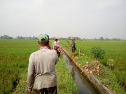 BABINSA BERSAMA PPL MELAKSANAKAN DIALOG INTERAKTIF DENGAN PETANI