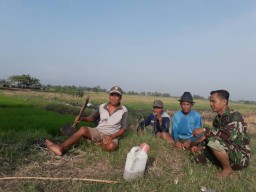 Babinsa 0816/06 bersama petani penggarap sawah dalam rangka memulai turun sawah.