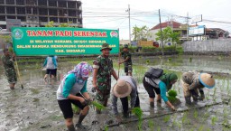 Bulan Puasa Tidak Menghalangi Babinsa ramil 01/kota Untuk membantu tanam padi
