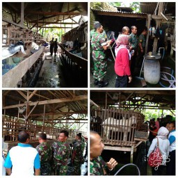 Anggota Kodim 0816 ikuti sosialisasi cara berternak sapi dan kambing yg baik