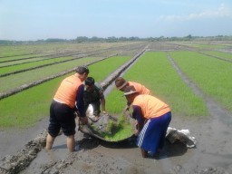 Babinsa 02/Candi bantu program LTTdi wilayahnya