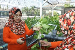 Ketua Persit KCK Cab XIII Panen Sayur di rumah hidroponik Kodim 0816 Sidoarjo.