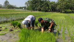 Babinsa Koramil 0816/ 06 Tanggulangin Bantu Petani Di Sawah