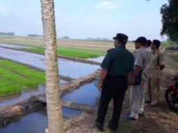 Danramil Bersama Gapoktan Rencana Tanam Serempak Padi Di Sawah