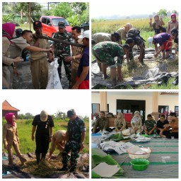 Panen dengan sistem ubinan mencapai 9,44 Ton/Ha di Ds. Sarirogo Sidoarjo