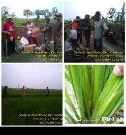 Anggota Ramil 07 Krembung laksanakan giat gerdal hama padi massal di Desa Waung