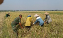 Babinsa ikut berperan aktif dalam program UPSUS, Pendampingan Poktan diwilayah Prambon
