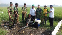 Babinsa Ramil 09 Krian Melaksanakan Penyemprotan Hama Padi