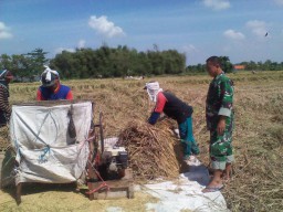 Babinsa 01 optimalkan pendampingan panen padi