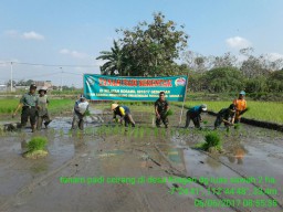 Tanam padi serentak Babinsa bersama kelompok tani