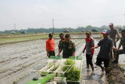 Dandim 0816/Sidoarjo tanam padi dan coba tranplanter di Kec. Prambon