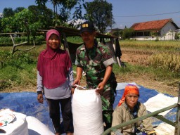Serka M. Askur, Babinsa 01 turun langsung ke sawah bantu petani panen padi