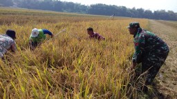 Babinsa Kopka Rujianto Desa Terung Kulon melaksanakan kegiatan ubinan bersama Poktan Desa Terung Kulon