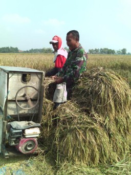 Babinsa 02 turun ke sawah,bantu petani panen padi